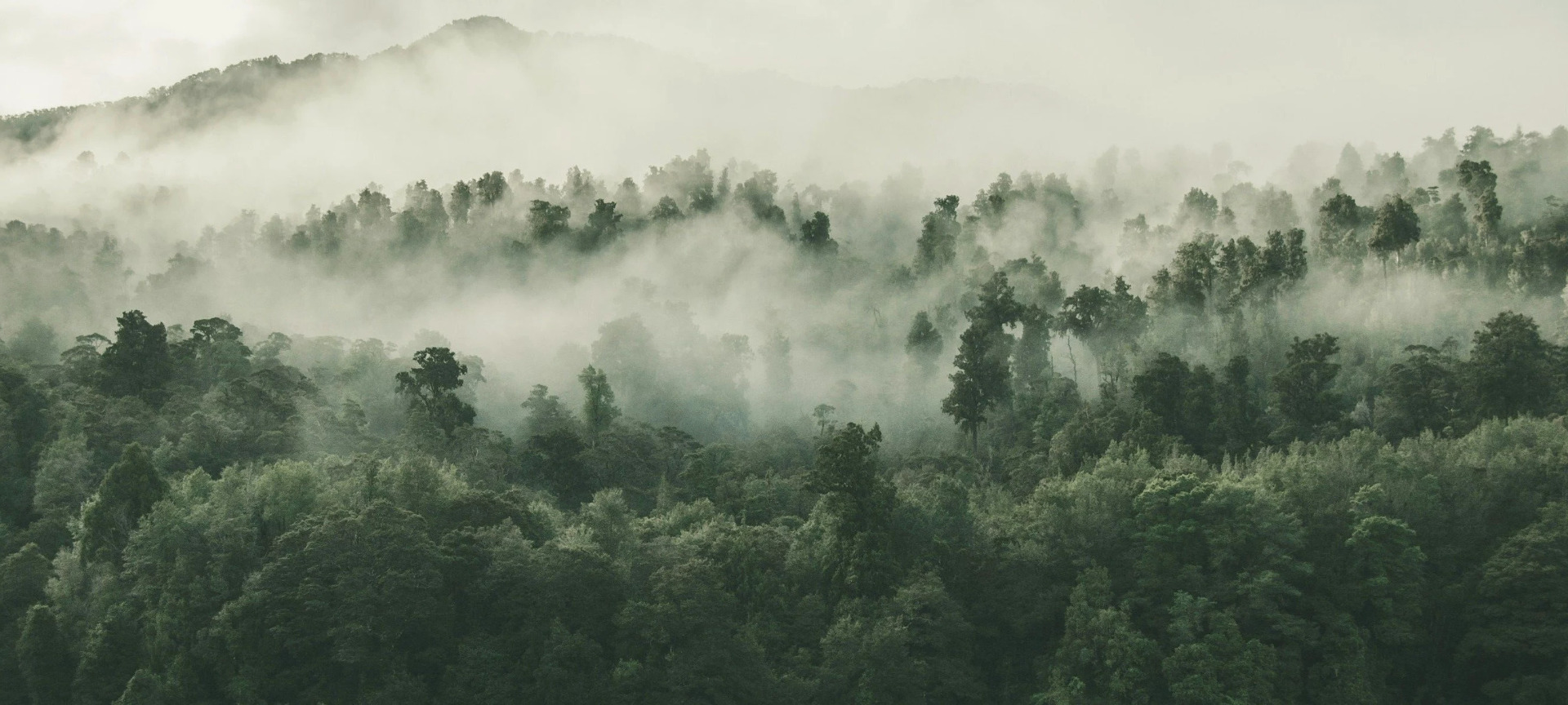 Misty forest landscape