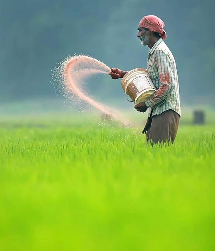 Farmer scattering seeds in a paddy field